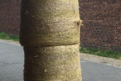 stroh01